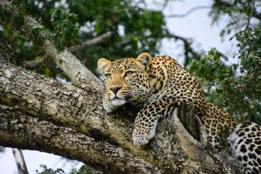 4-day-selous-safari-tazara-train-itinerary-3