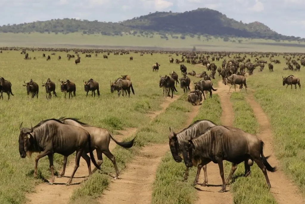4-day-tanzania-camping-safari-itinerary2