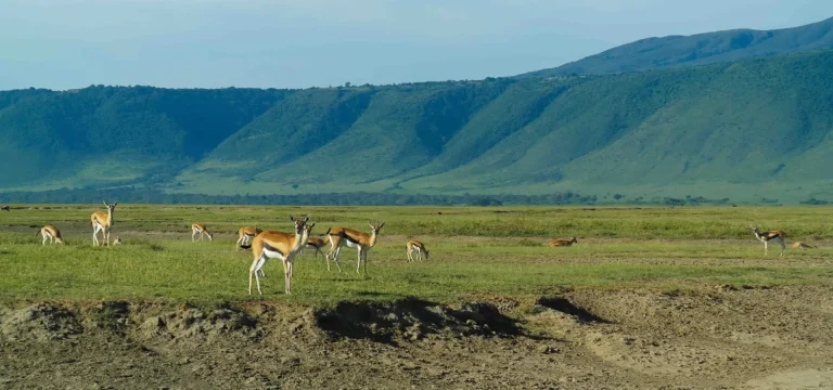 4 Days  Tanzania Safari from Arusha – Ngorongoro Crater & Serengeti Itinerary