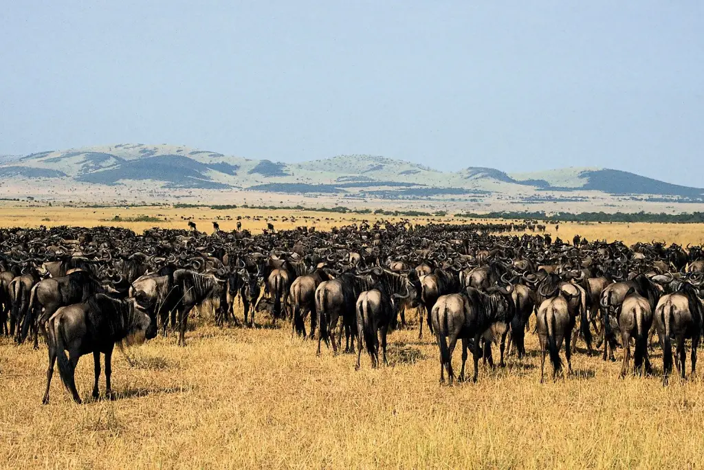 4-day-tanzania-safari-ngorongoro-serengeti2