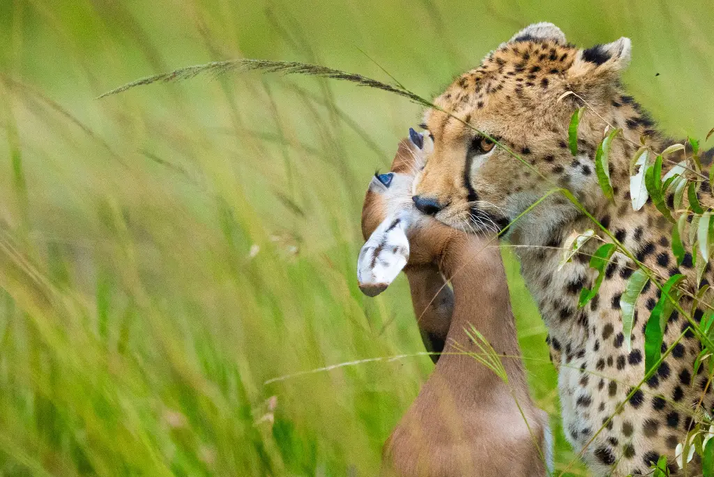 5-day-kenya-safari-masai-mara-lake-nakuru2