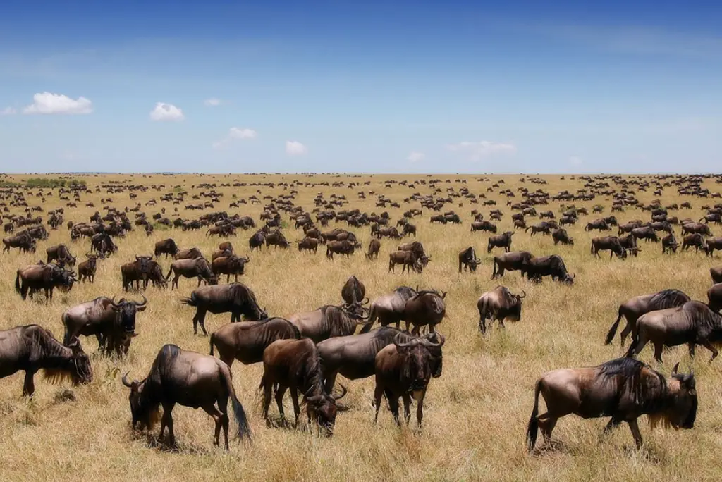 5-day-kenya-safari-masai-mara-lake-nakuru3