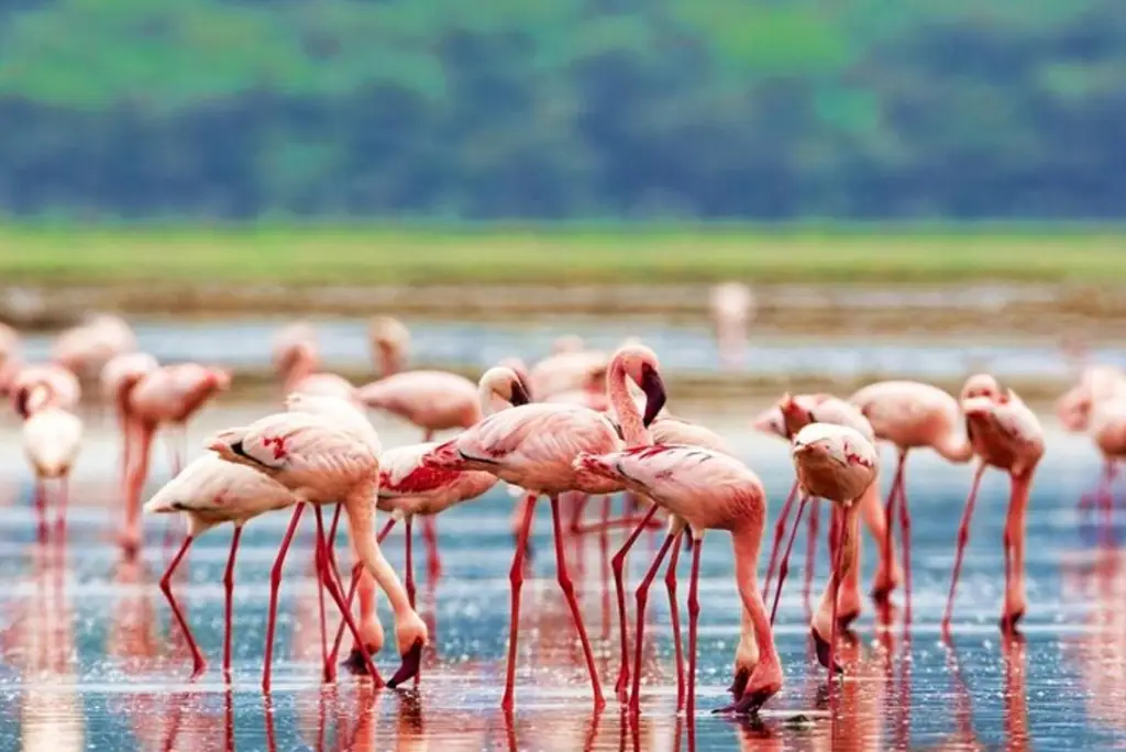 5-day-kenya-safari-masai-mara-lake-nakuru5
