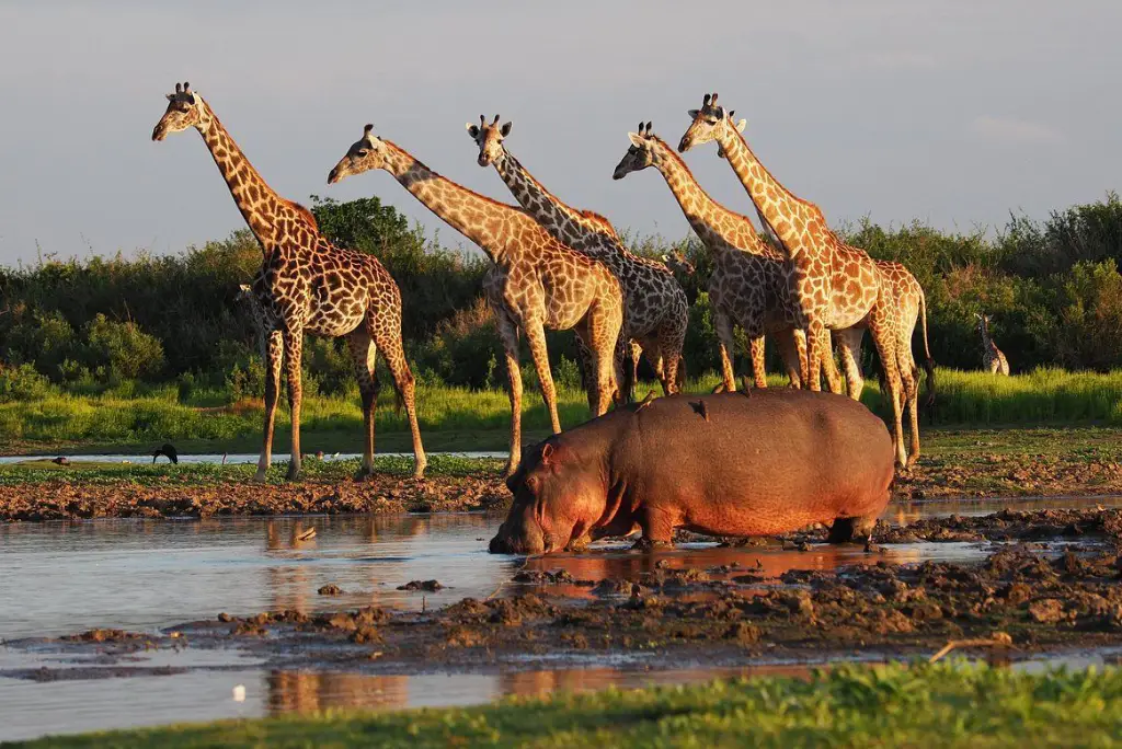 5-day-selous-safari-train-dar-es-salaam-nyerere-banner (1)