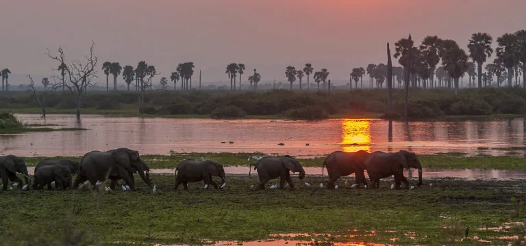 5  Days Selous Safari by Train – TAZARA to Nyerere National Park from Dar es Salaam
