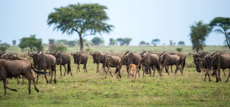 5  Days  Serengeti Wildebeest Migration Safari – Ngorongoro to Mara River