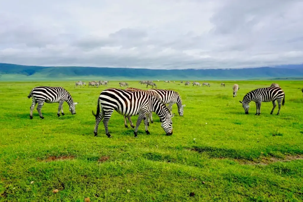 5-day-serengeti-migration-safari-itinerary2