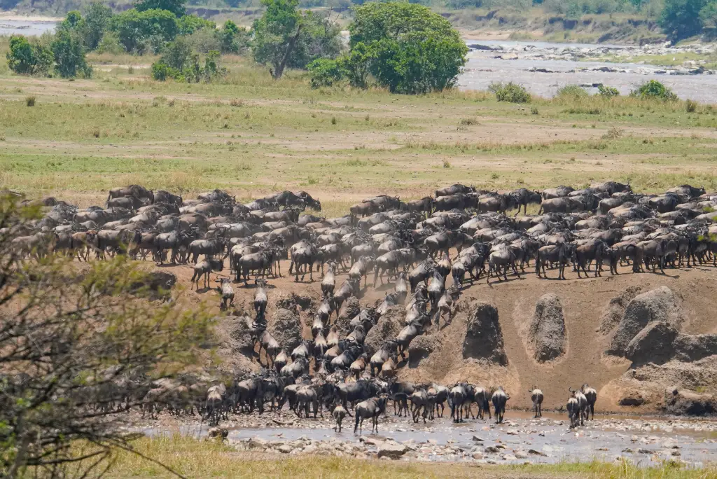 5-day-serengeti-migration-safari-itinerary3