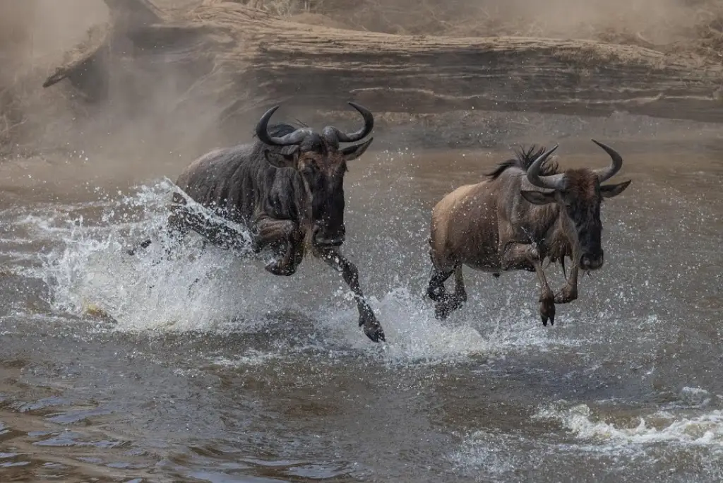 5-day-serengeti-migration-safari-itinerary4