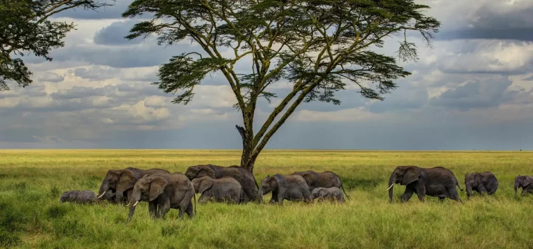5  Days  Tanzania Safari – Tarangire, Serengeti & Ngorongoro Crater Tour