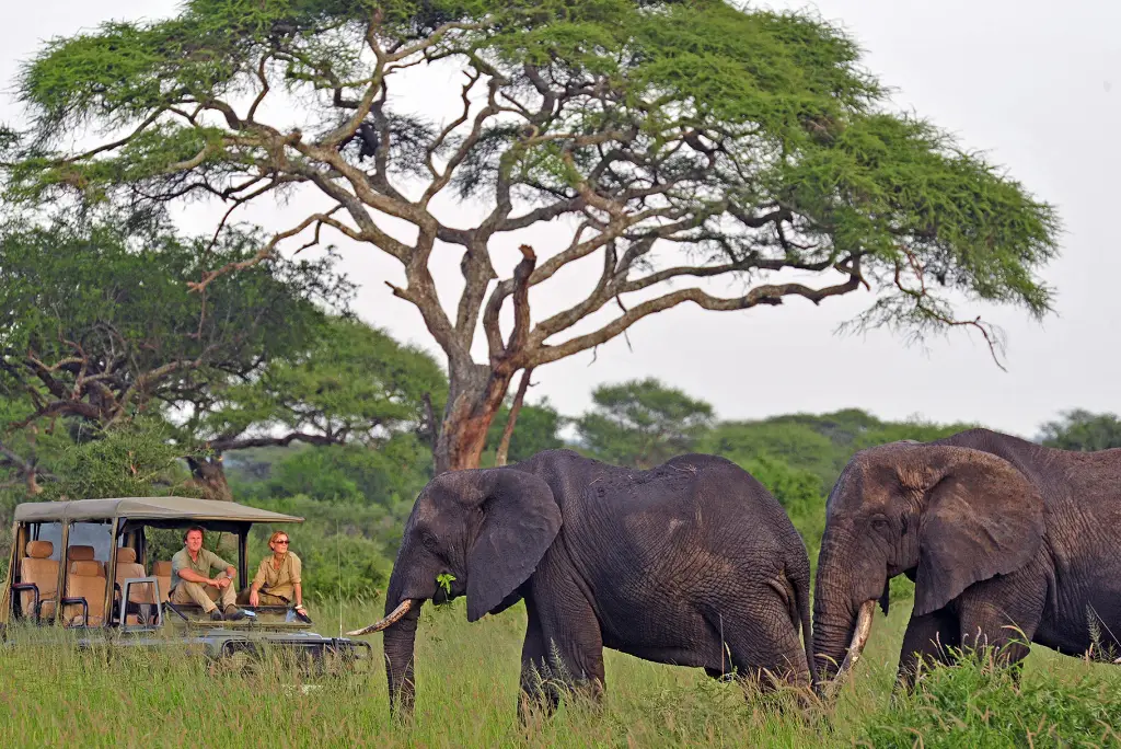 5-day-tanzania-safari-itinerary-tarangire-serengeti-ngorongoro1