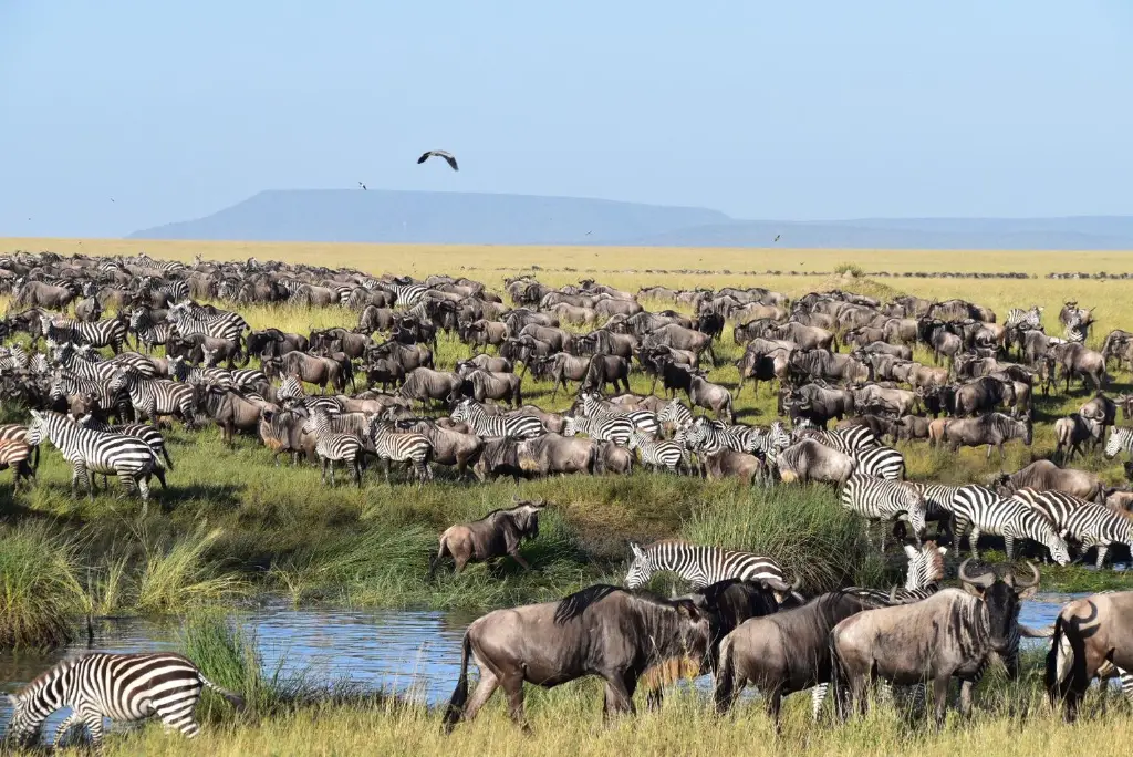 5-day-tanzania-safari-itinerary-tarangire-serengeti-ngorongoro2