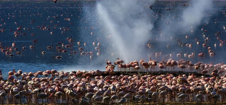 6  Days  Kenya Safari – Lake Bogoria, Nakuru, Naivasha & Masai Mara Tour