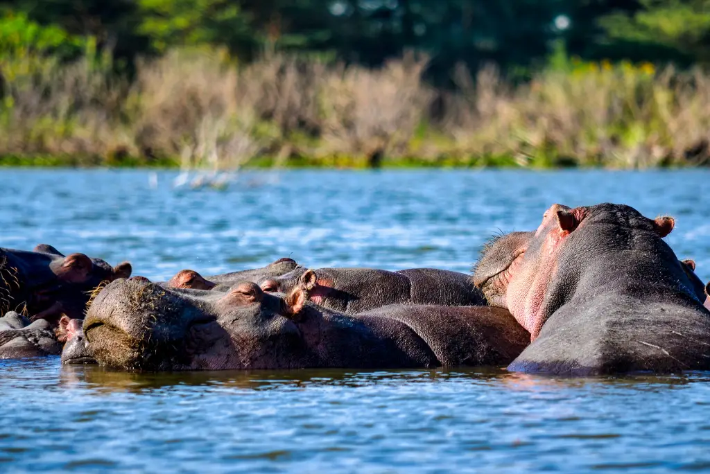 6-day-kenya-safari-itinerary-lakes-masai-mara2