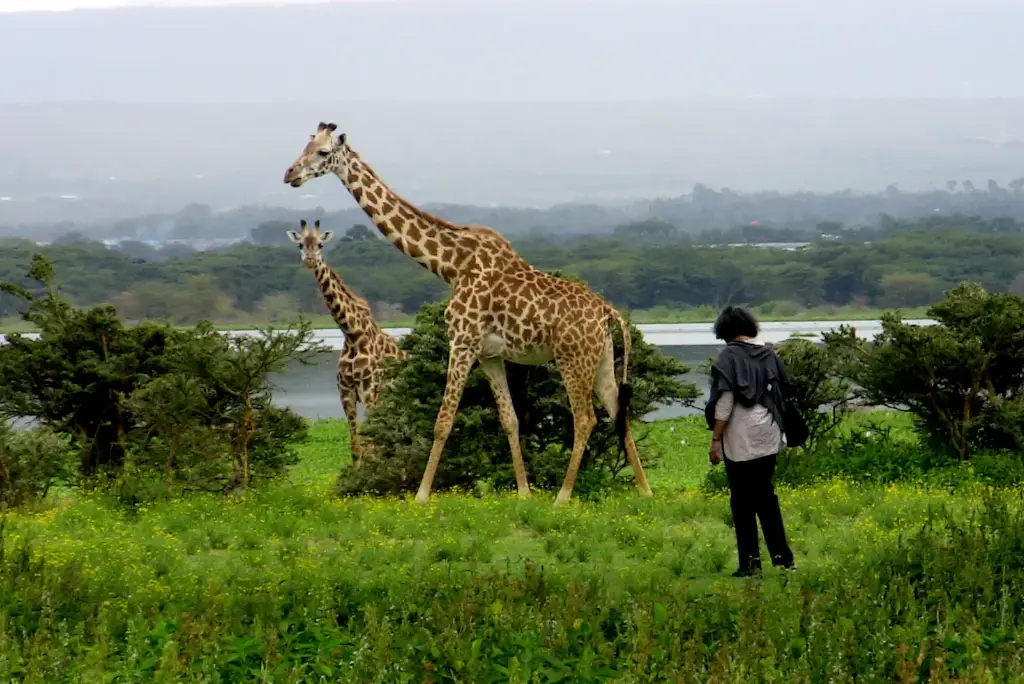 6-day-kenya-safari-itinerary-lakes-masai-mara4