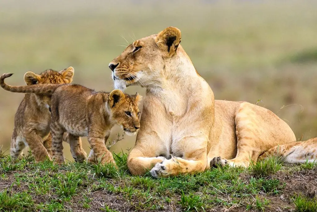 6-day-kenya-safari-itinerary-lakes-masai-mara5
