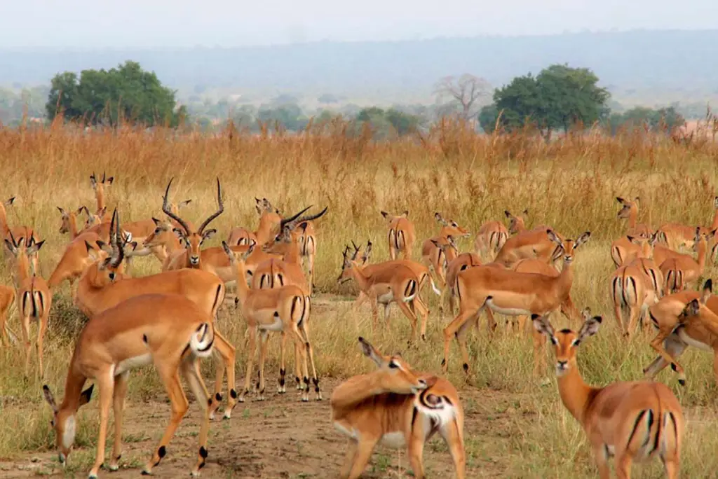 6-day-southern-tanzania-safari-itinerary3