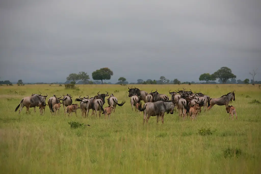 6-day-southern-tanzania-safari-itinerary4