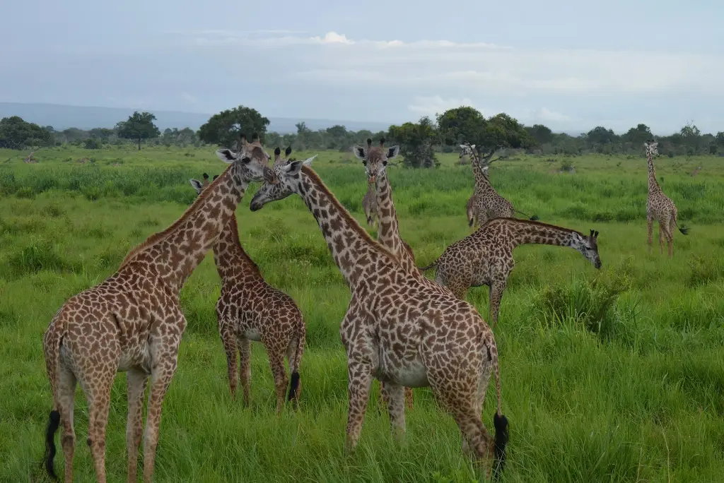 6-day-southern-tanzania-safari-itinerary6