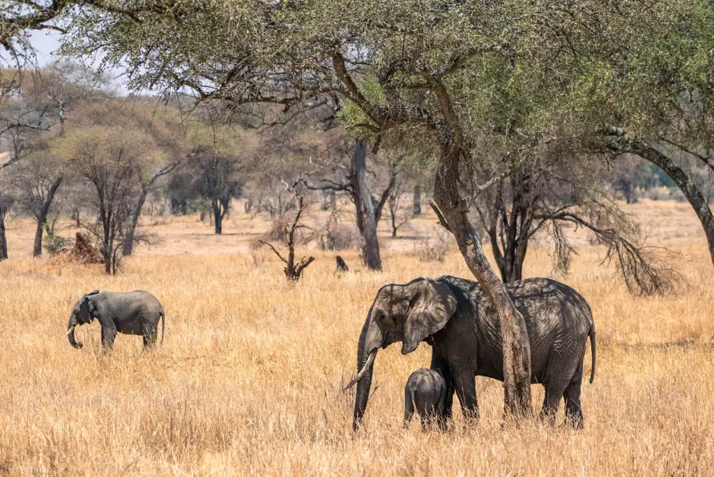 6-day-tanzania-camping-safari-itinerary1