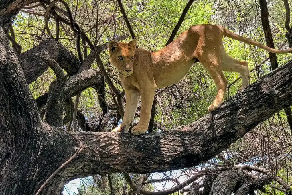 6-day-tanzania-camping-safari-itinerary2