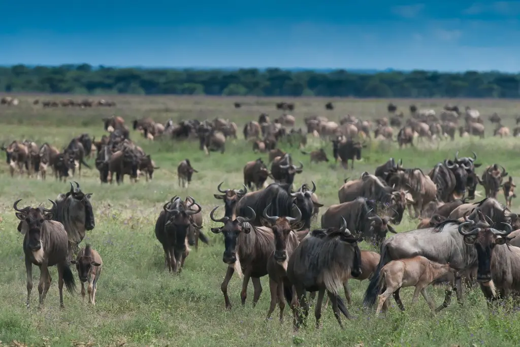 6-day-tanzania-camping-safari-itinerary3