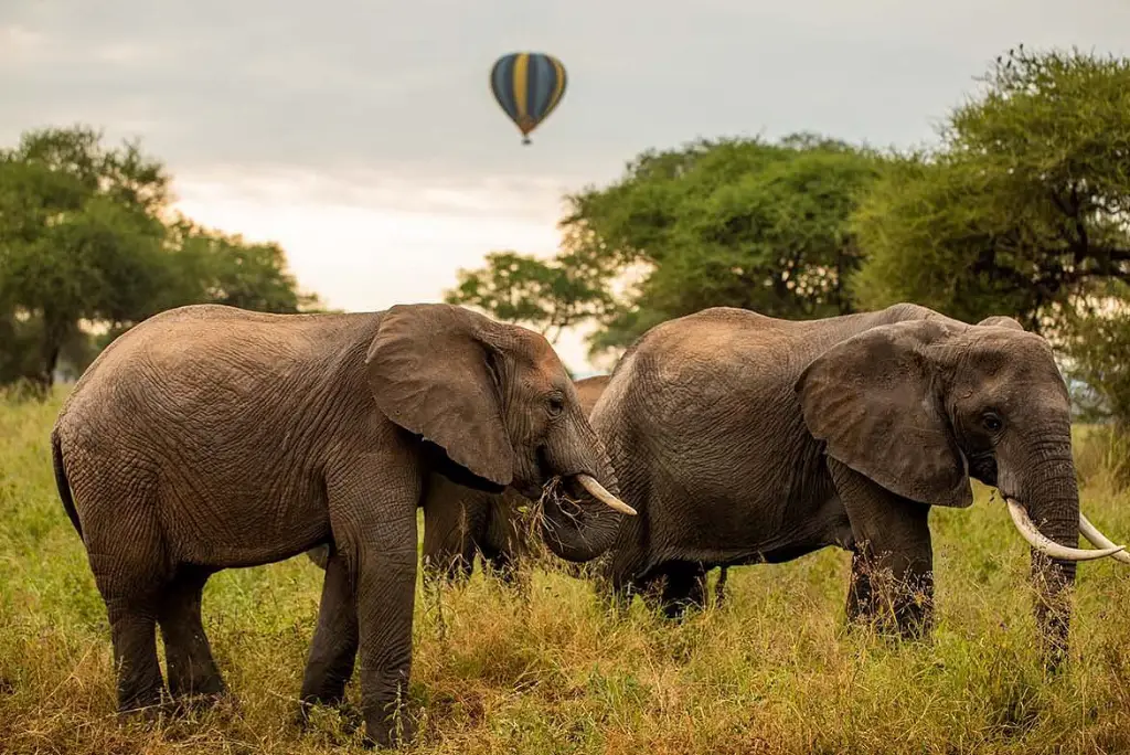6-day-tanzania-camping-safari-itinerary6
