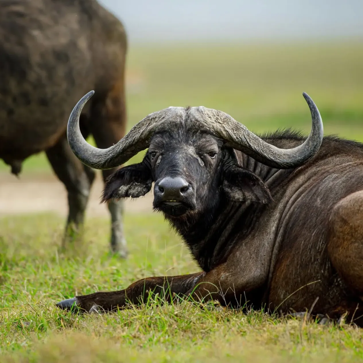 Serengeti Wildlife