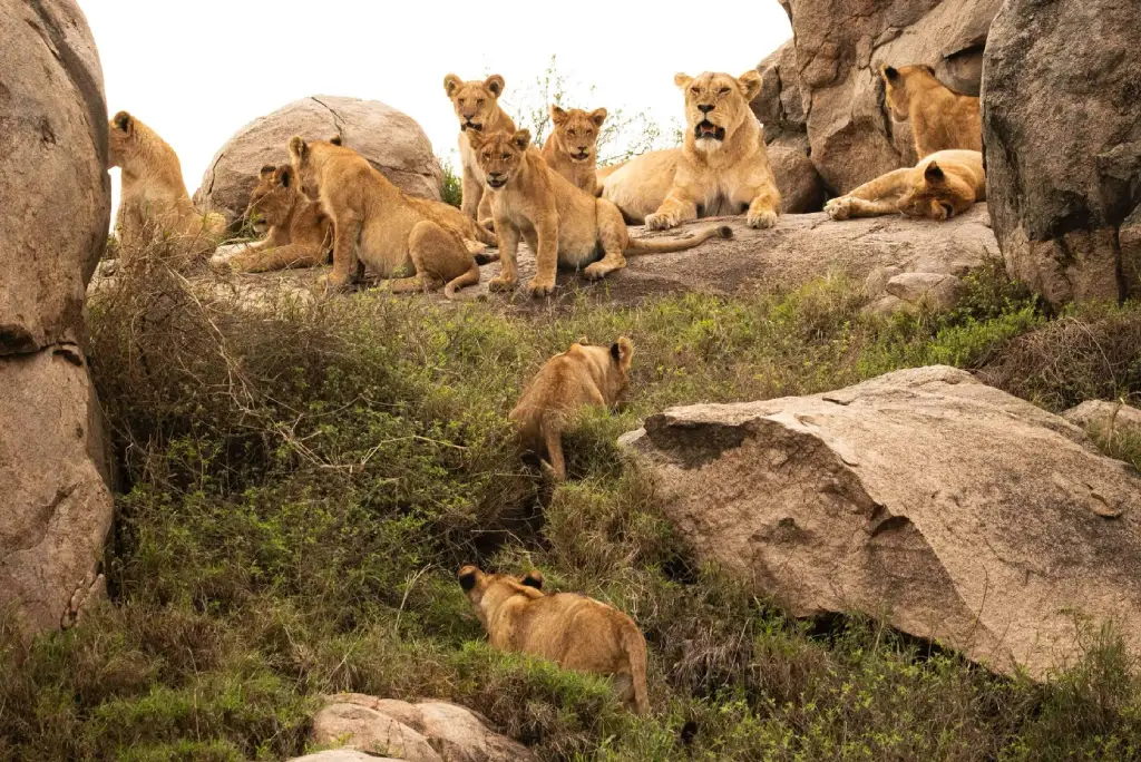 Serengeti Attractions