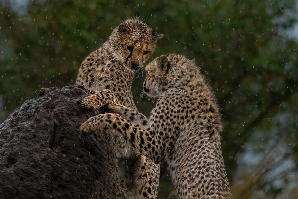 Serengeti Safari Attractions