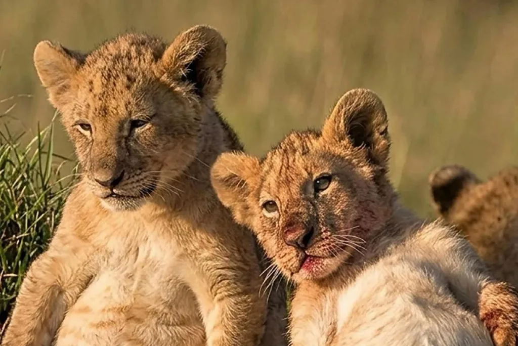 Serengeti Wildlife Safari