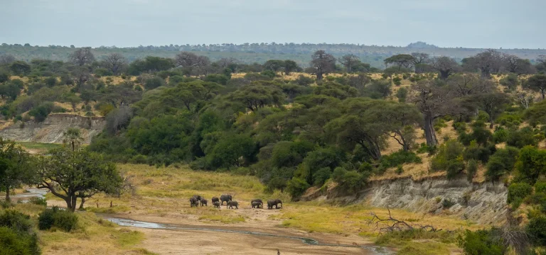 6 DaysTanzania Luxury Safari: Tarangire, Ngorongoro & Serengeti