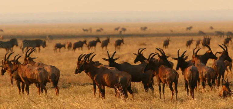 7  Days  Tanzania Safari – Katavi Game Drives & Gombe Chimpanzee Tracking