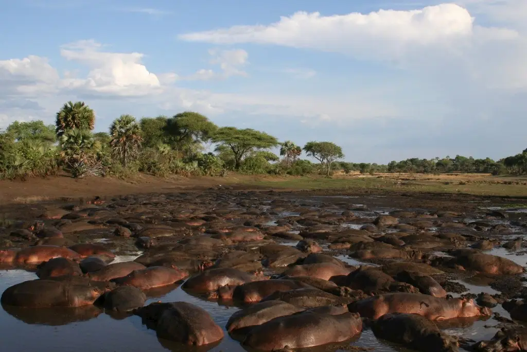 7-day-katavi-gombe-safari-itinerary2