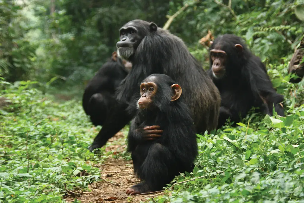7-day-katavi-gombe-safari-itinerary3