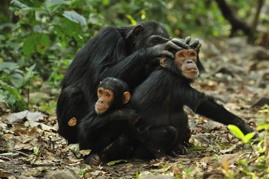 7-day-katavi-gombe-safari-itinerary4