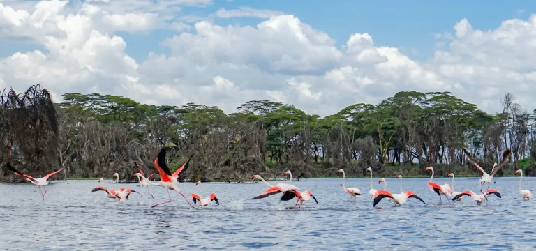 7  Days  Kenya Safari Itinerary – Masai Mara, Lake Naivasha & Amboseli Tour