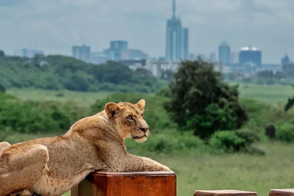 7-day-kenya-safari-itinerary-masai-mara-naivasha-amboseli1