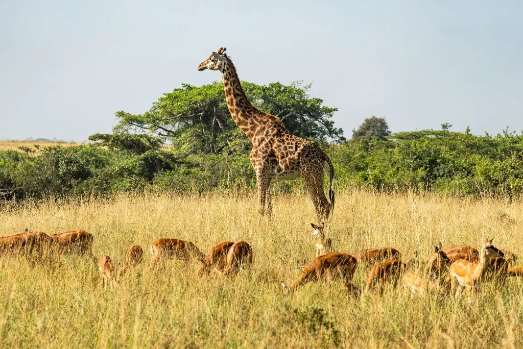 7-day-kenya-safari-itinerary-masai-mara-naivasha-amboseli2