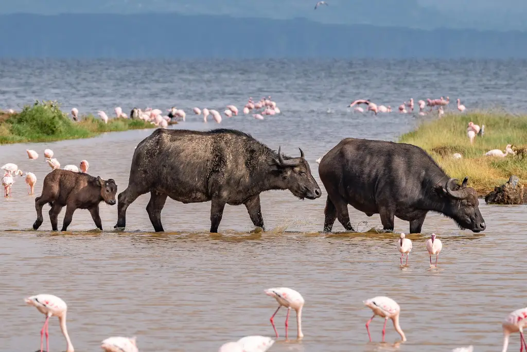 7-day-kenya-safari-itinerary-masai-mara-naivasha-amboseli3