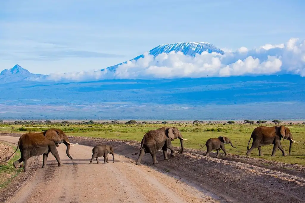 7-day-kenya-safari-itinerary-masai-mara-naivasha-amboseli4