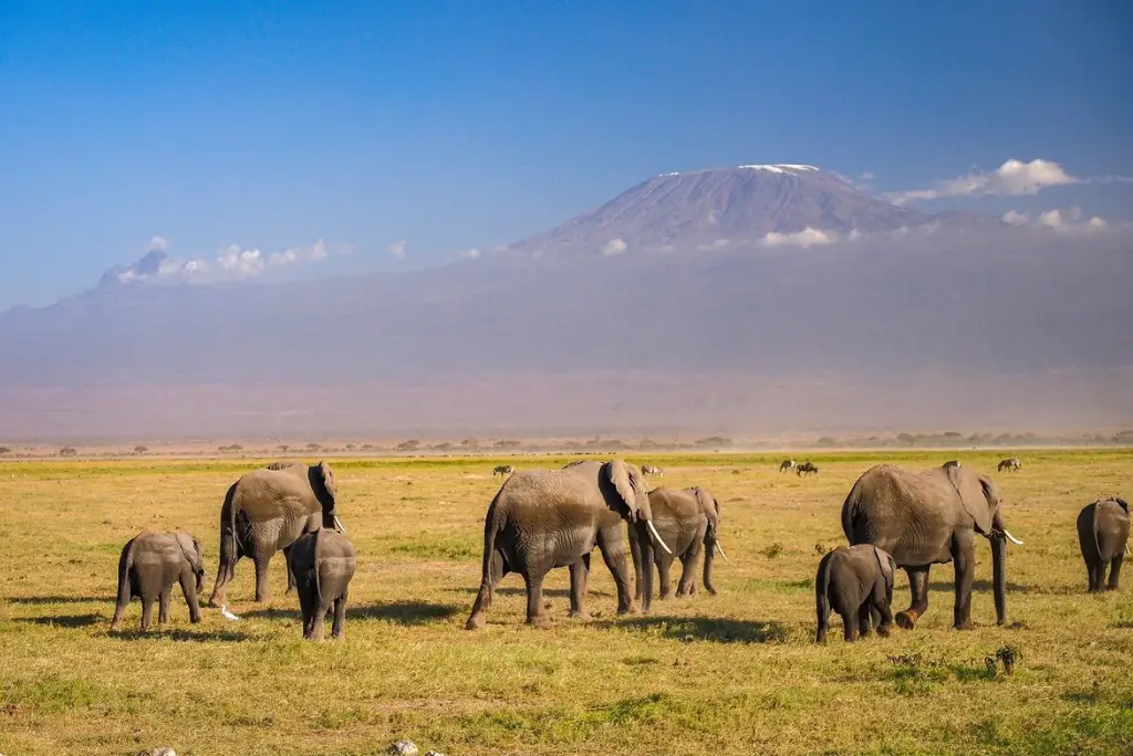 7-day-kenya-safari-itinerary-masai-mara-naivasha-amboseli5