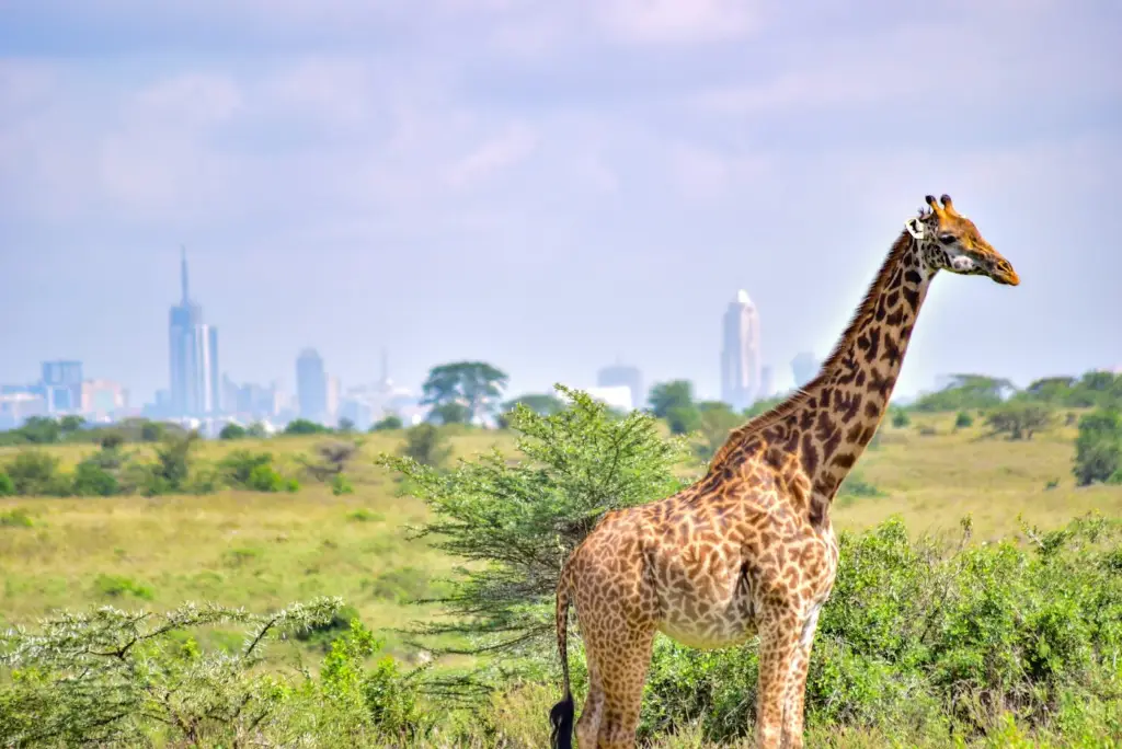 7-day-kenya-safari-itinerary-masai-mara-naivasha-amboseli6