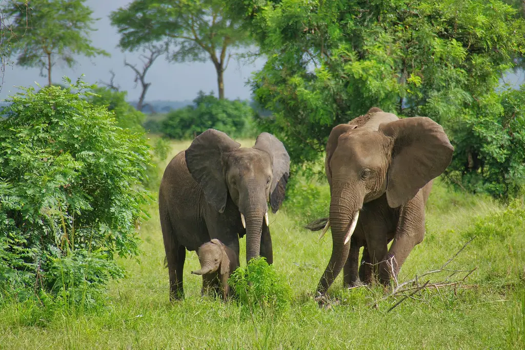 7-day-mikumi-ruaha-camping-safari3