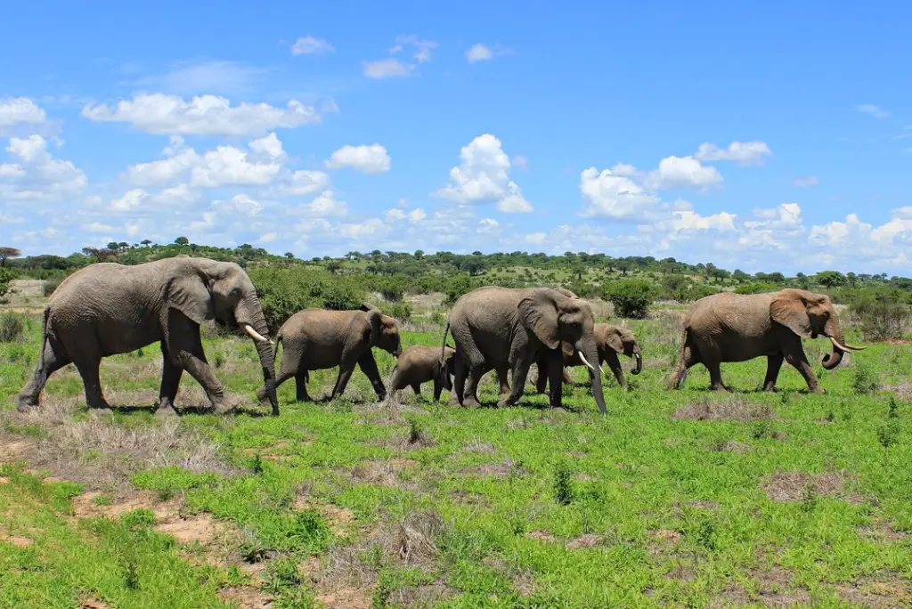 7-day-mikumi-ruaha-camping-safari5