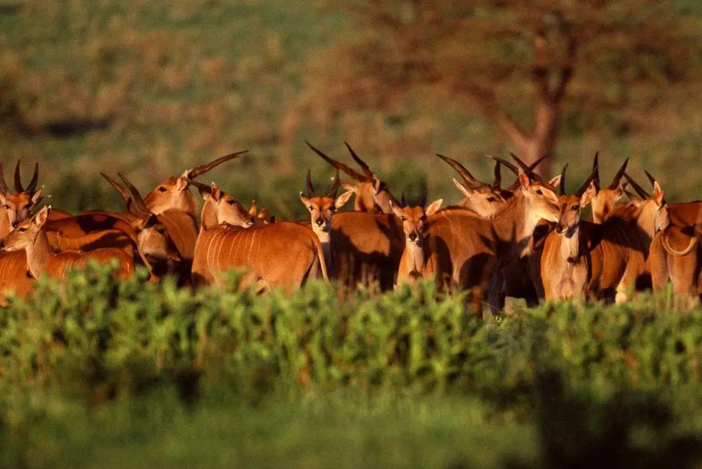 7-day-mikumi-ruaha-camping-safari6