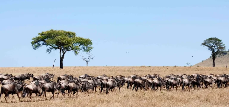 7  Days  Serengeti Wildebeest Migration Safari Itinerary – Tarangire to Ngorongoro