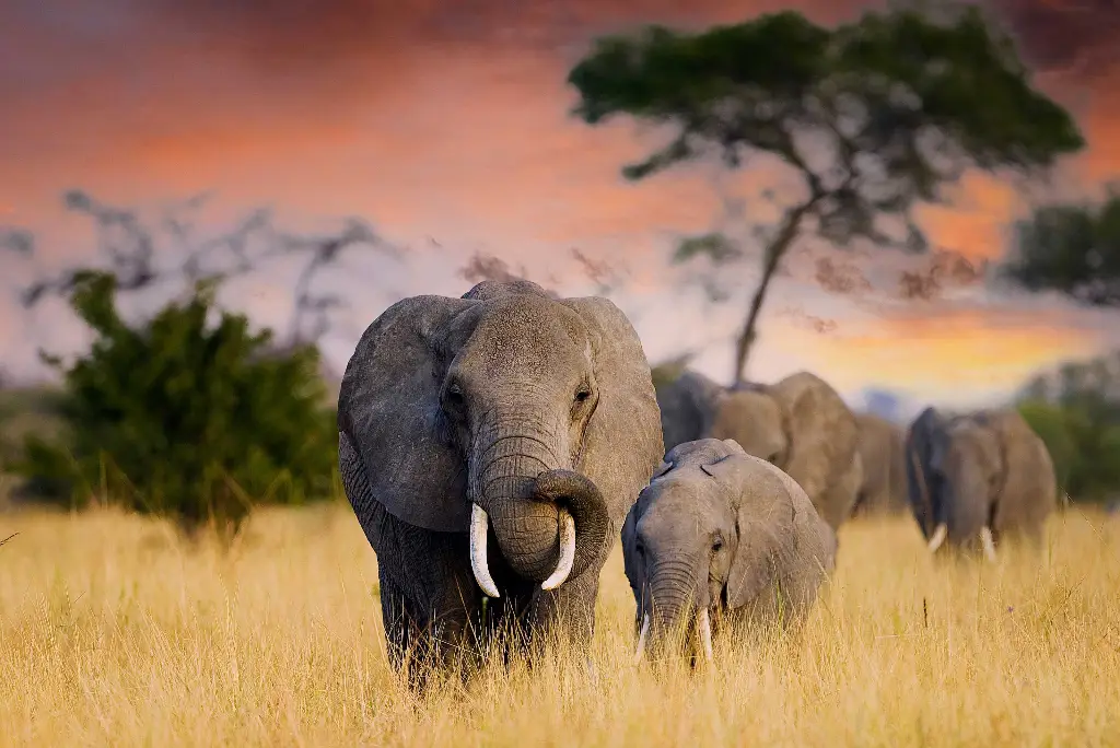 7-day-serengeti-migration-safari-itinerary1