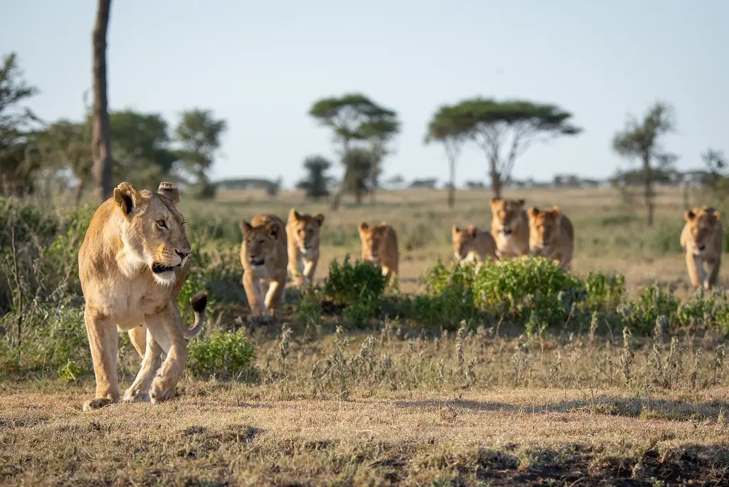 7-day-serengeti-migration-safari-itinerary2