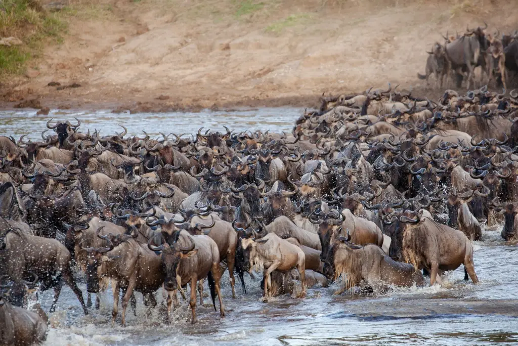 7-day-serengeti-migration-safari-itinerary3
